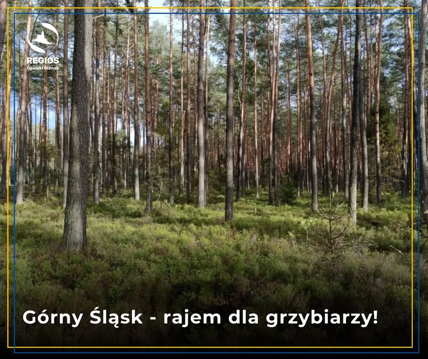 Regios Ślōnsk Ôpolski